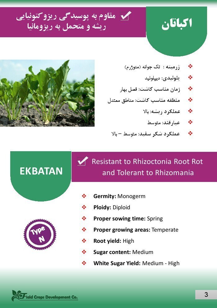 بذر چغندر قند رقم اکباتان
