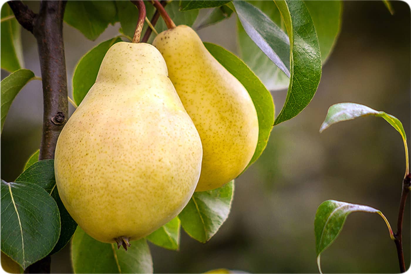 آموزش کوددهی درخت گلابی