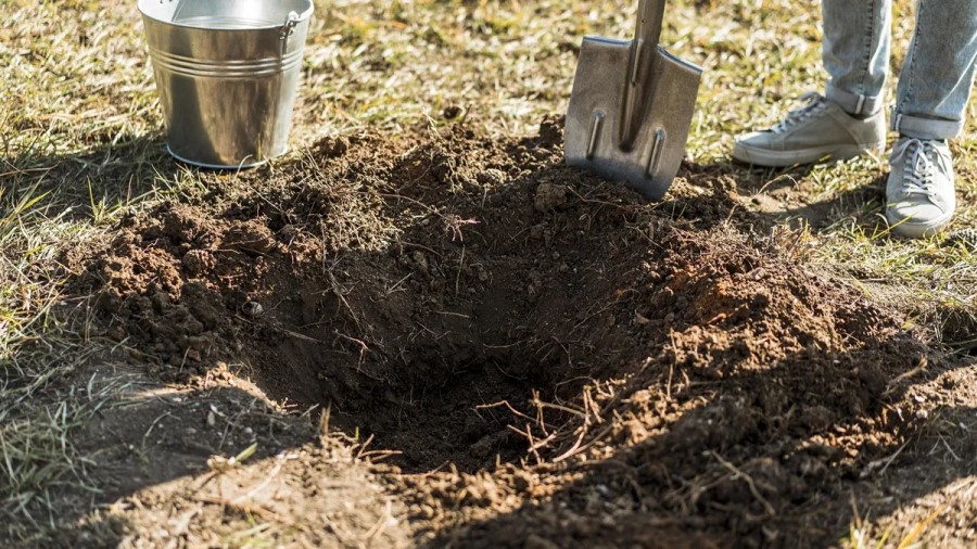 بهترین زمان چالکود درختان