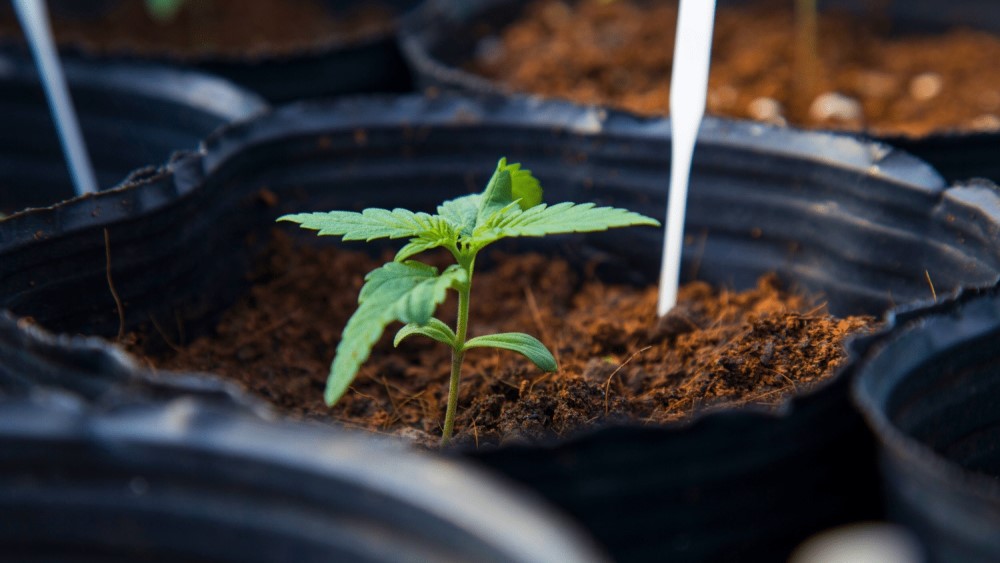 نهال بذری ، رویشی و پیوندی