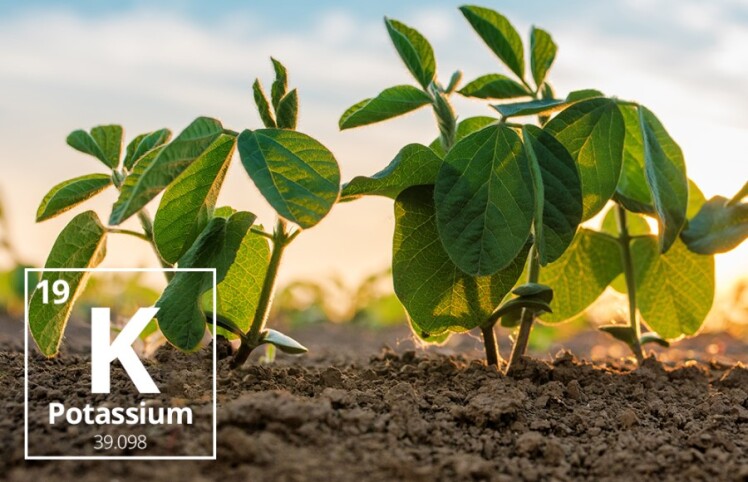 فواید پتاسیم برای گیاهان + علائم کمبود پتاسیم