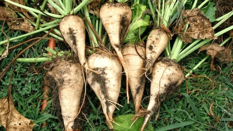 ارزش غذایی چغندر قند