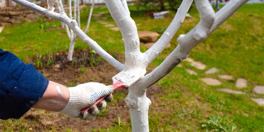 راه های محافظت از تنه درخت