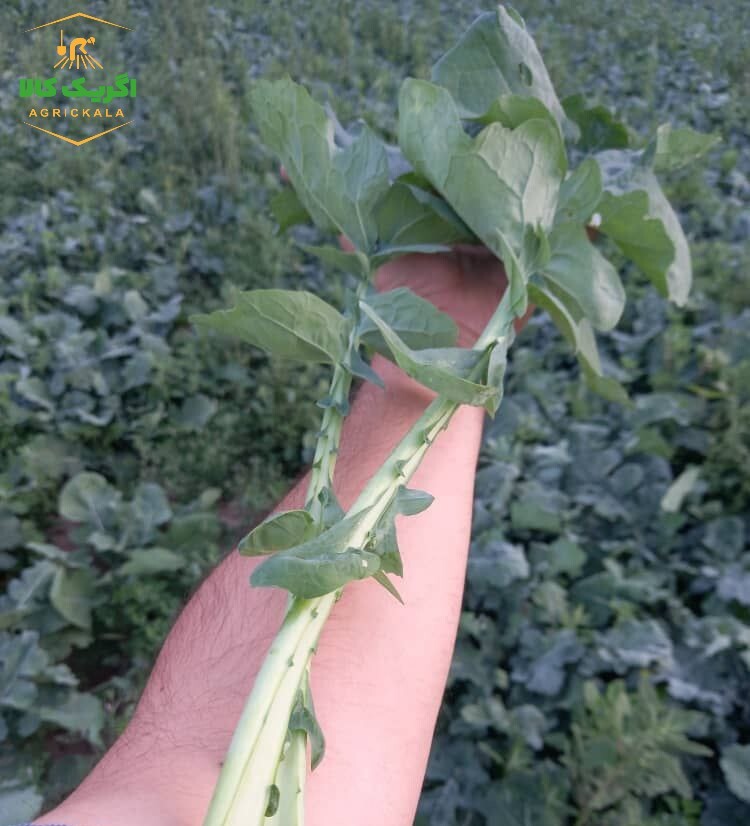 بذر کلزا کود سبز کشت نیمه دوم زمستان