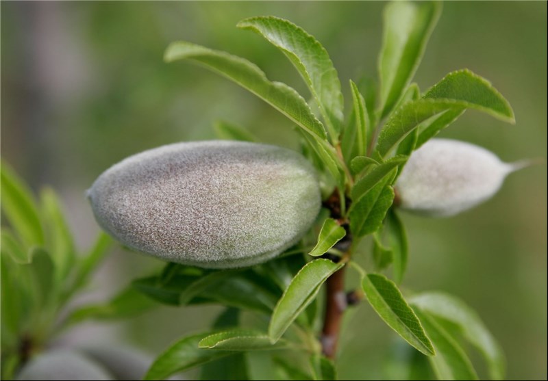 بهترین کود برای نهال بادام