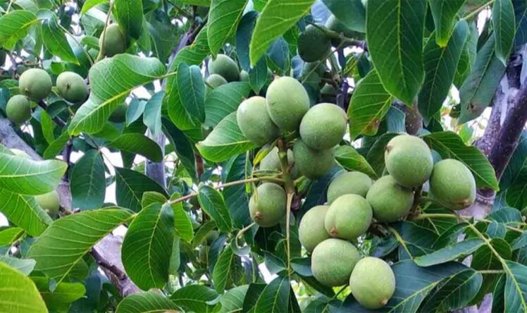 نهال گردو چند ساله بار میدهد و چند سال عمر میکند؟ بررسی دقیق!