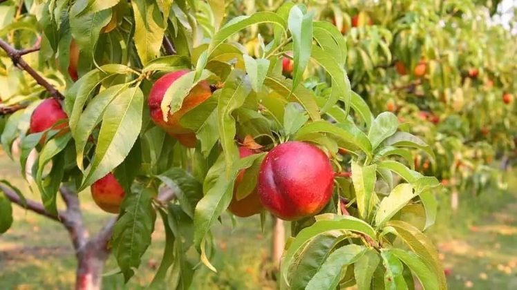 بهترین کود برای نهال یا درخت شلیل + آموزش کوددهی