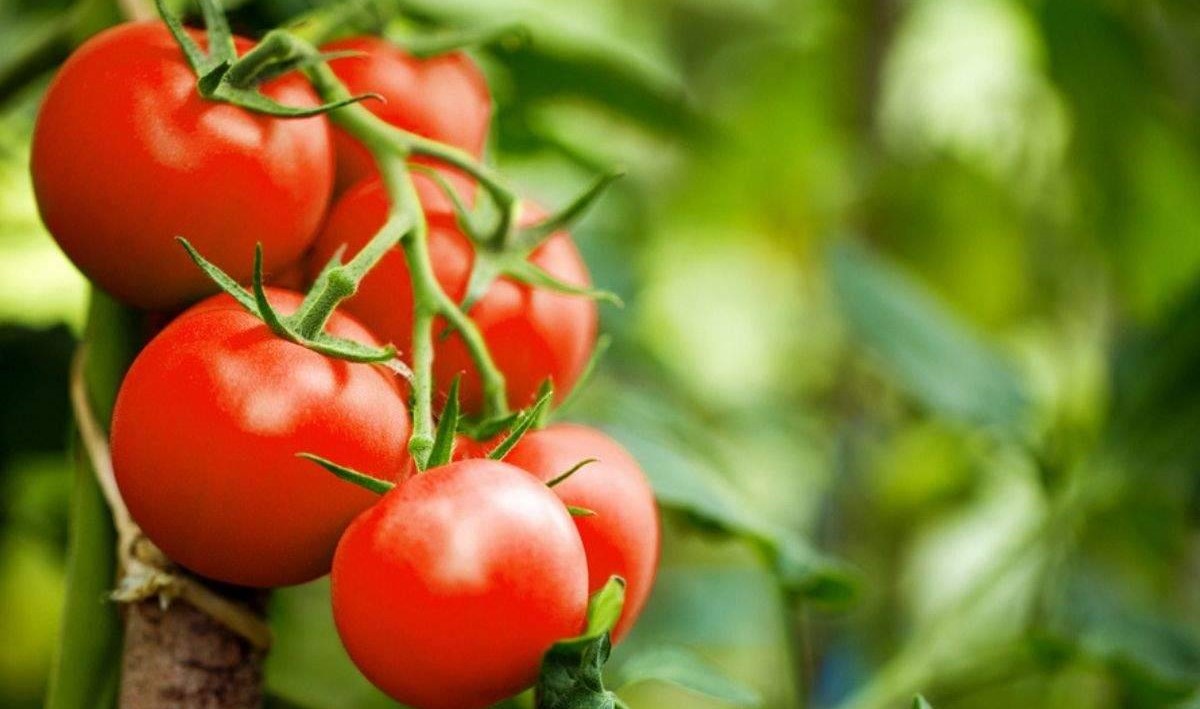 کود مناسب برای گوجه فرنگی