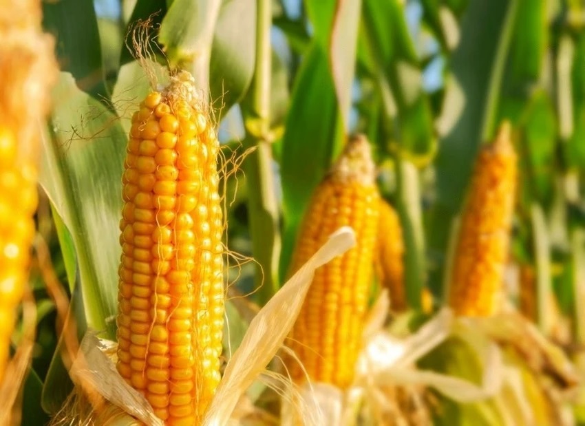 بهترین بذرهای ذرت برای کاشت در مناطق گرمسیری