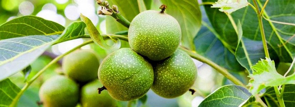 بهترین کود برای درخت گردو