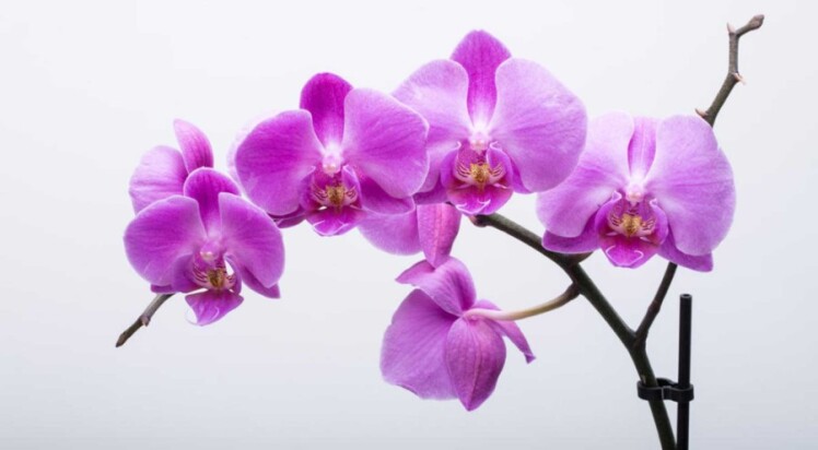 نحوه آبیاری و نگهداری از گل ارکیده + پیشنهاد کود