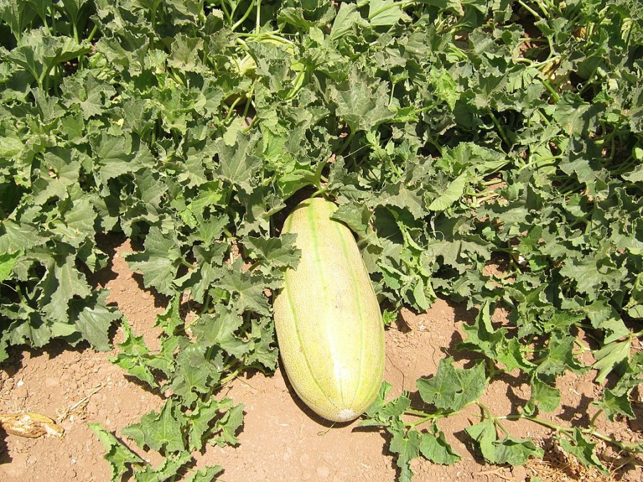 آموزش کوددهی خربزه