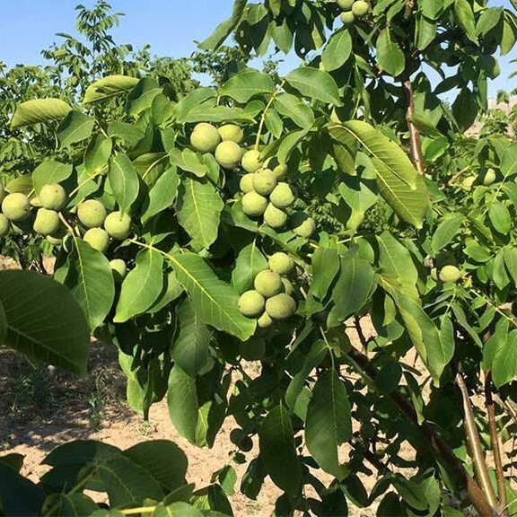  خرید نهال گردو در مشهد و خراسان 