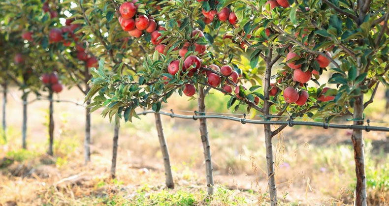 نهال های زودرس