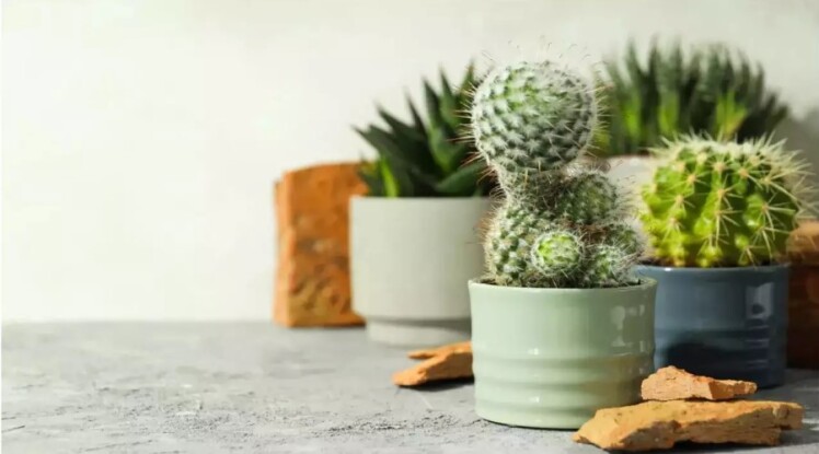 همه چیز درباره مراقبت از کاکتوس در منزل + آبیاری