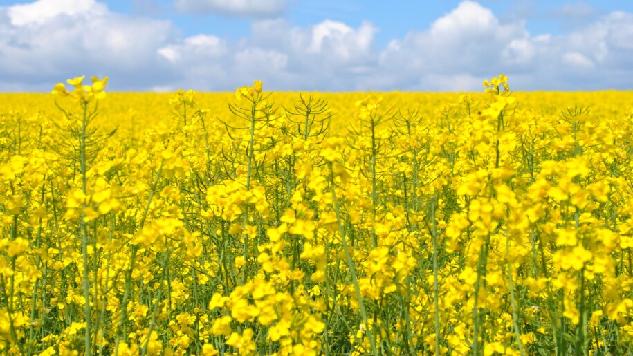 مرغوب ترین بذر کلزا