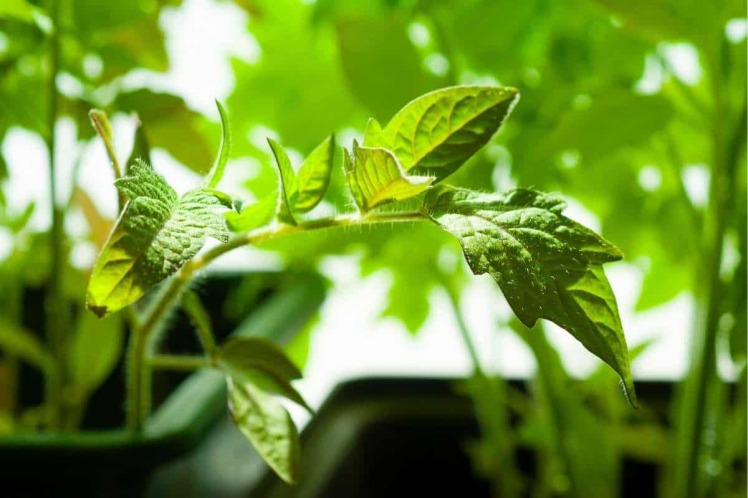 8 علائم کمبود نیتروژن در گیاه + راه حل آن!