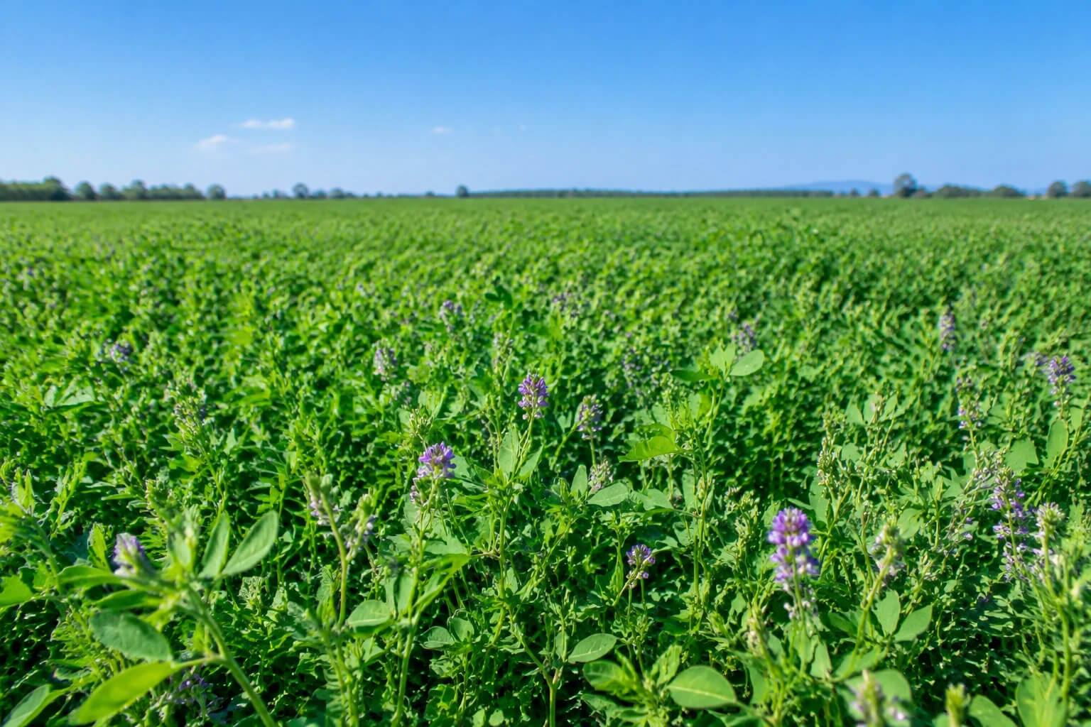 کوددهی یونجه