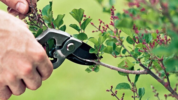 آیا نهال تازه کاشته شده نیاز به هرس دارد (راهنمای دقیق)