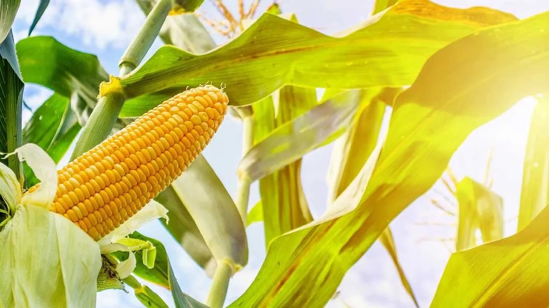 بهترین بذر ذرت برای مناطق گرمسیری