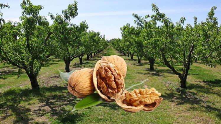 بهترین کود برای درخت گردو + زمان کود دهی