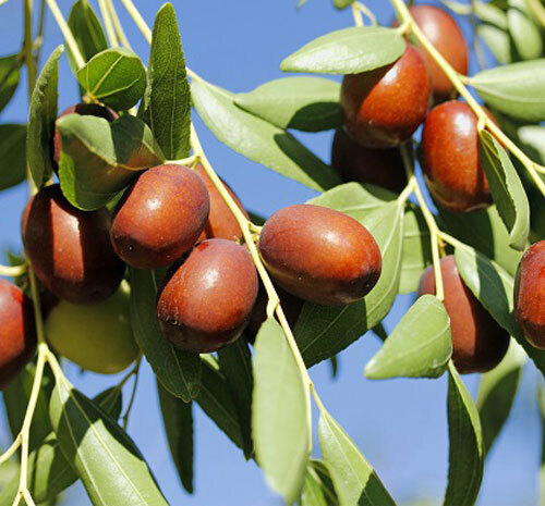 خرید نهال عناب رقم لانگ در مشهد و خراسان