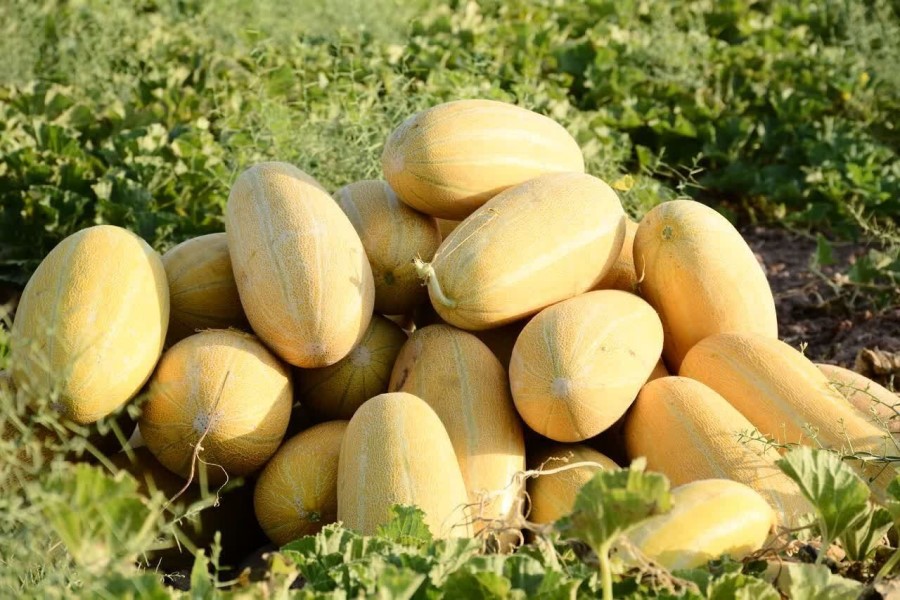 بهترین کود برای خربزه