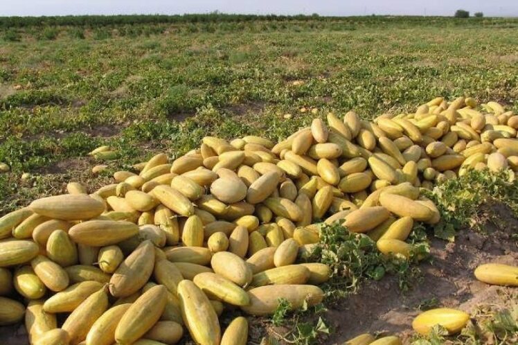 نحوه کاشت بذر خربزه + زمان کاشت خربزه