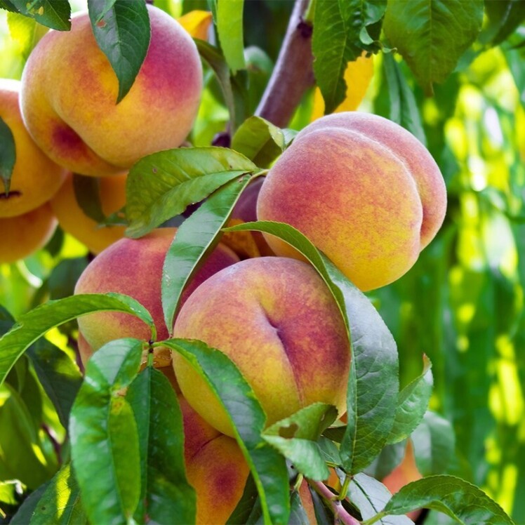 خرید نهال هلو دماوندی