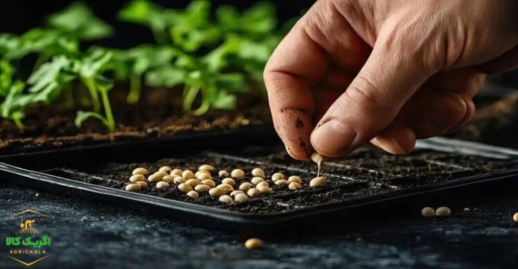 بذر هیبرید چیست و چه ویژگی هایی دارد