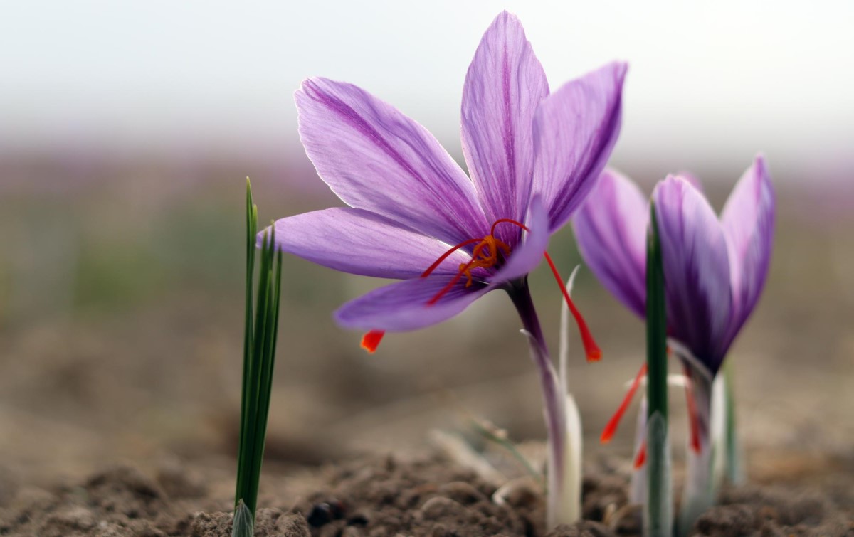 بهترین زمان کاشت زعفران