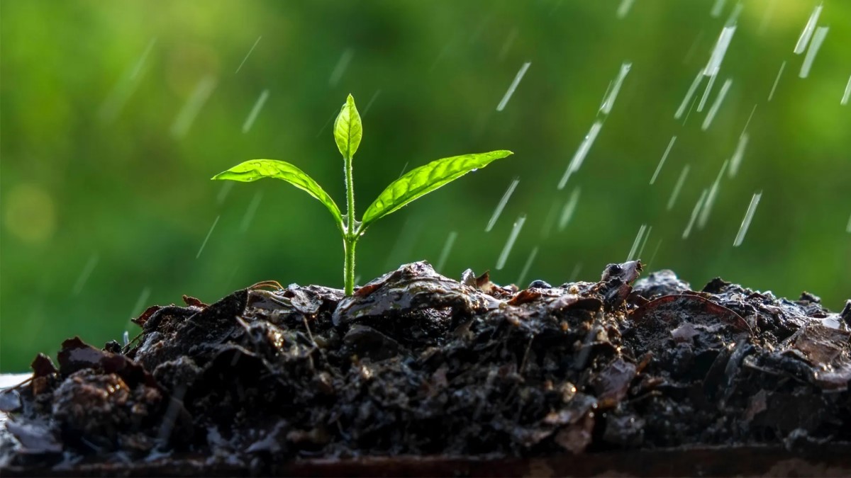 علت خشکل شدن نهال