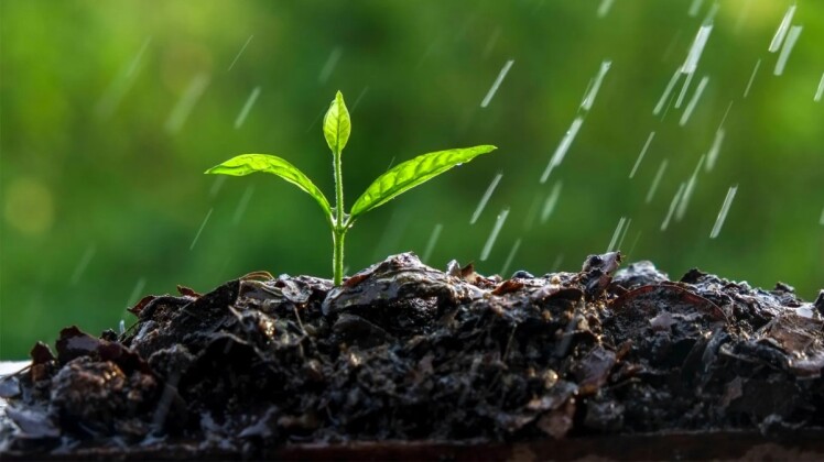 علت خشک شدن نهال تازه کاشته شده و راه حل آن!