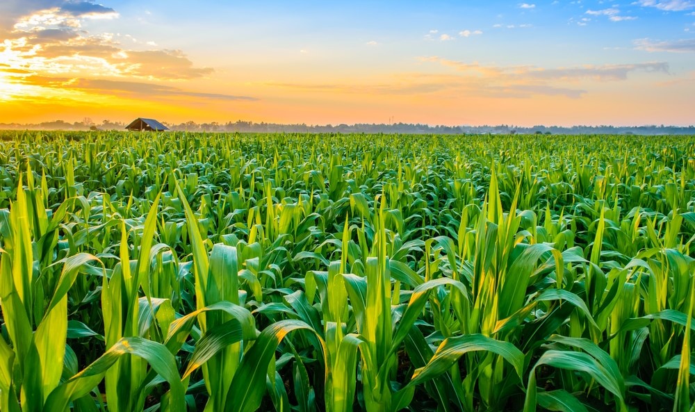 مقایسه بذر ذرت ۷۰۳ و ۷۰۴