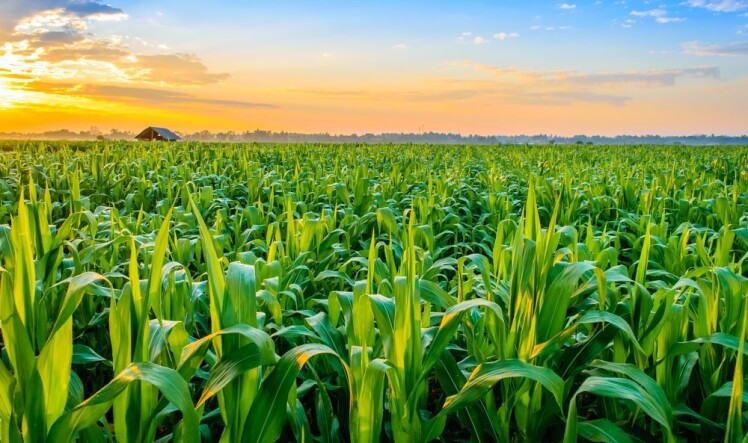 مقایسه و تفاوت بذر ذرت ۷۰۳ و ۷۰۴