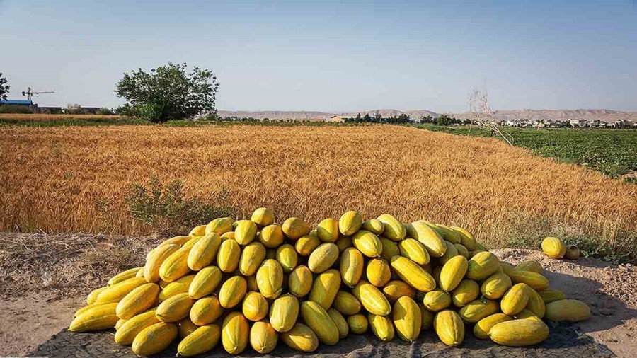 کاشت خربزه در زمین شور