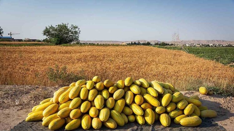 آیا کاشت خربزه در زمین شور امکان پذیر است؟ بررسی دقیق