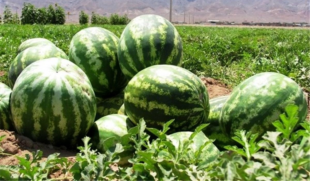 نحوه کاشت بذر هندوانه