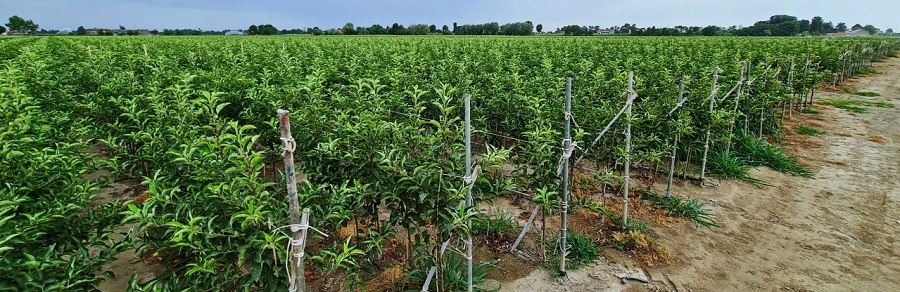 خرید نهال میوه در مشهد