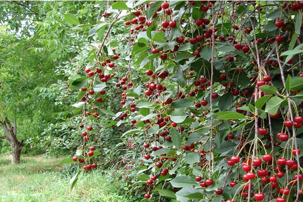 آبیاری نهال آلبالو