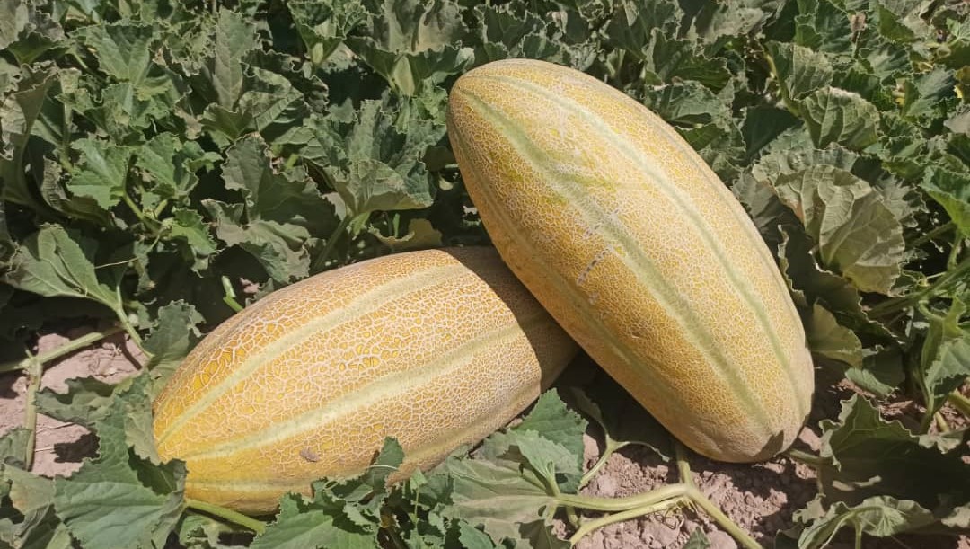 خربزه مشهدی