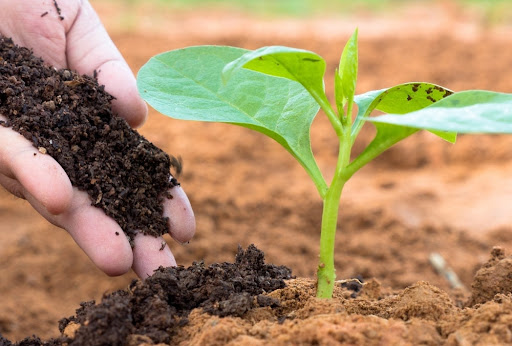 کوددهی به نهال تازه کاشته شده