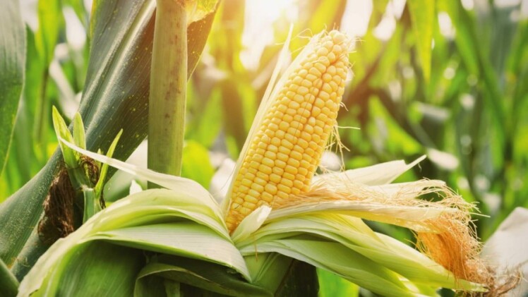 همه چیز درباره کاشت ذرت در تابستان