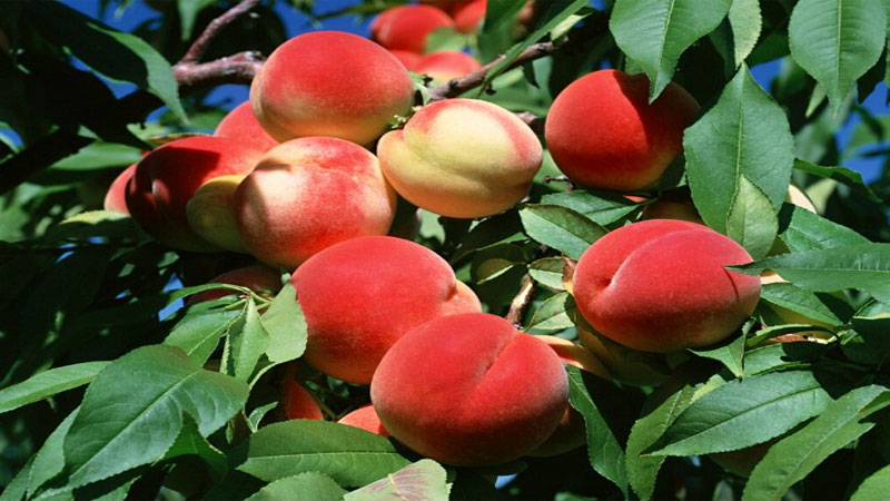 شیوه کاشت نهال هلو