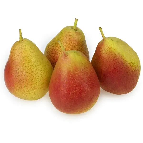 خرید نهال گلابی کوشیا