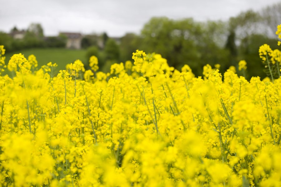 آسیب و بیماری بذر کلزا