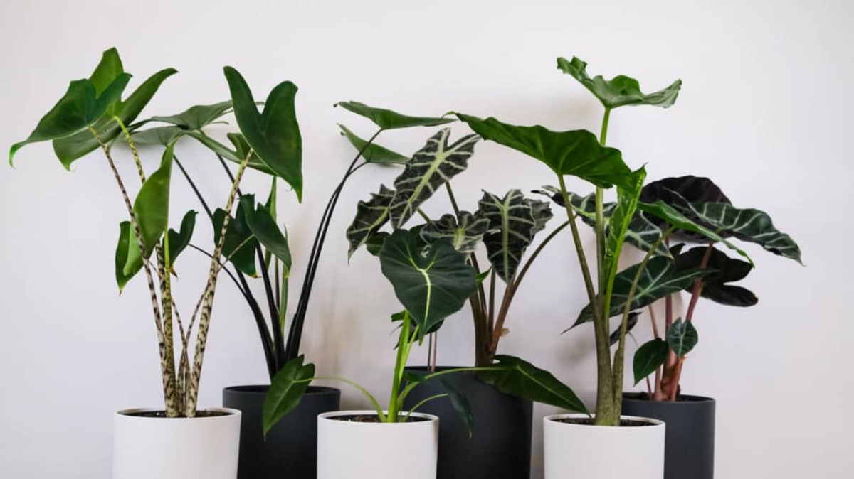 نگهداری از گیاه بابا ادم