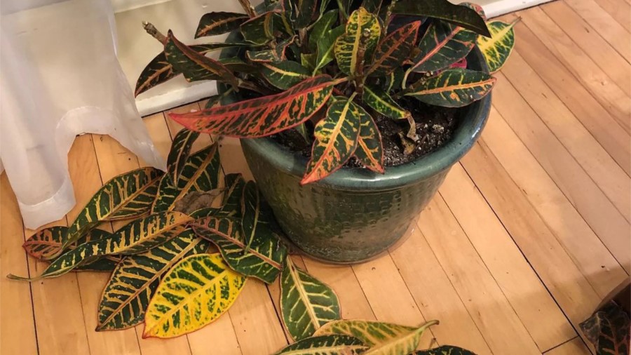 درمان ریزش برگ در گیاهان آپارتمانی