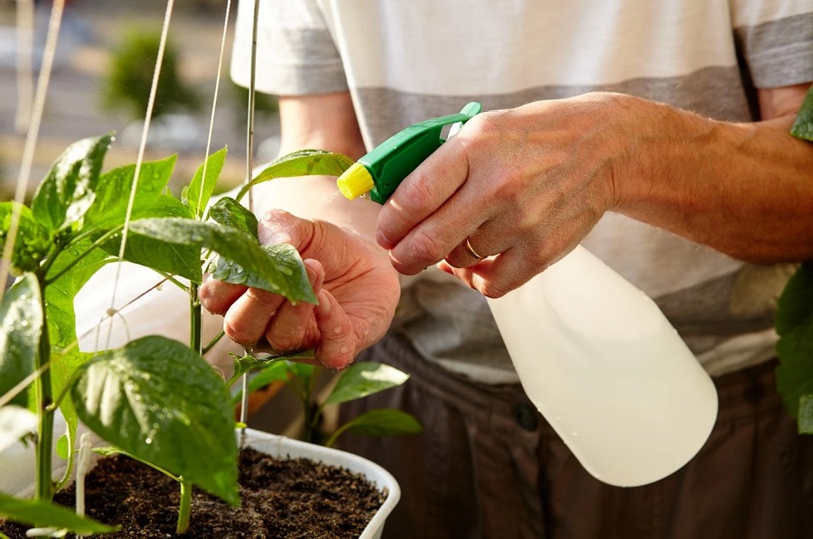 فواید اسید آمینه برای گیاه