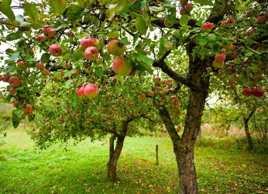  نهال میوه سیب درختی در مشهد 